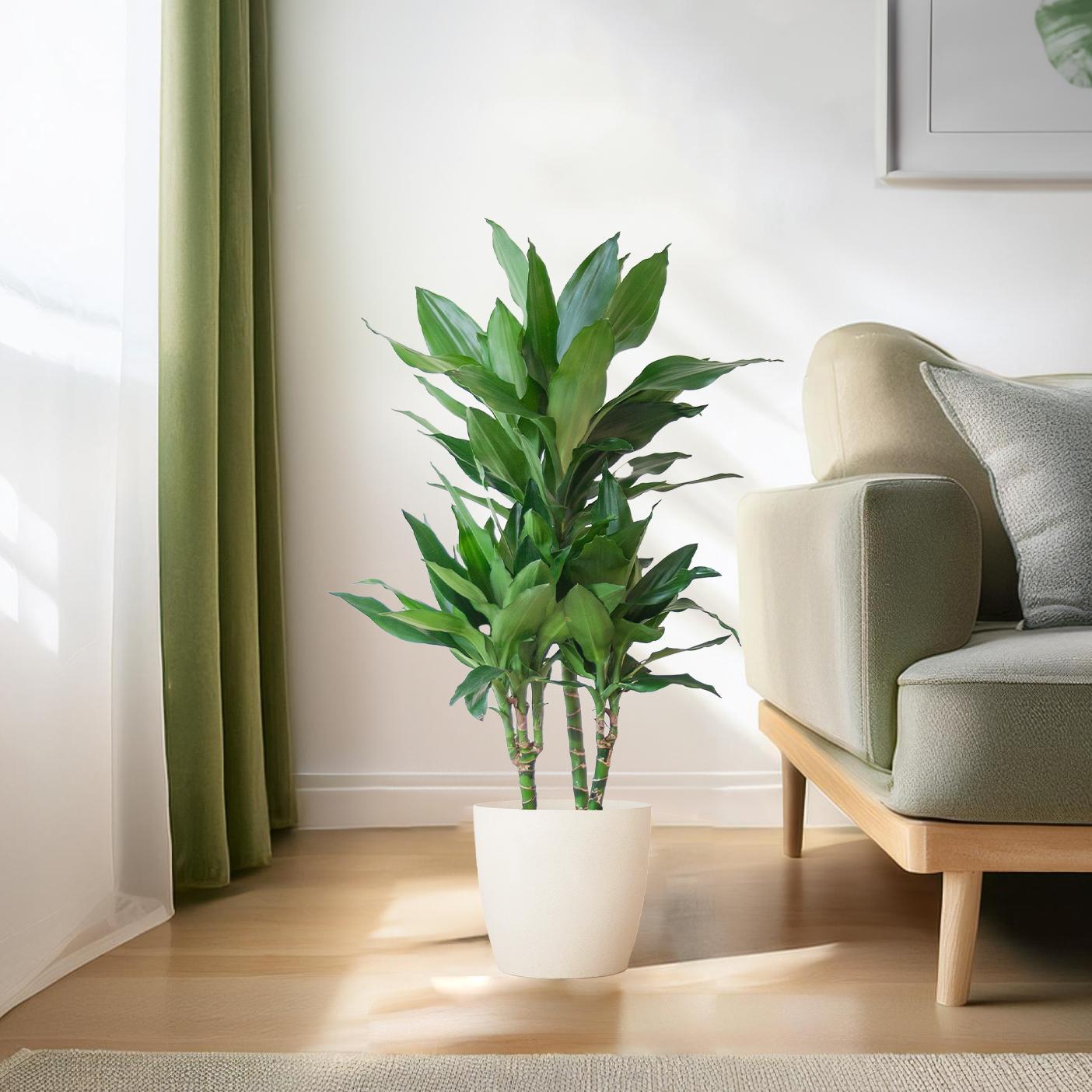 Dracaena Janet Lindt