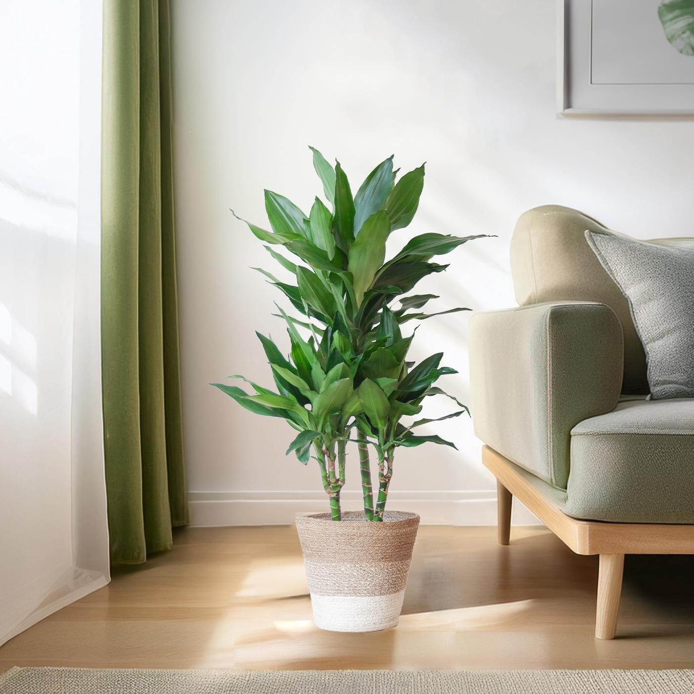 Dracaena Janet Lindt
