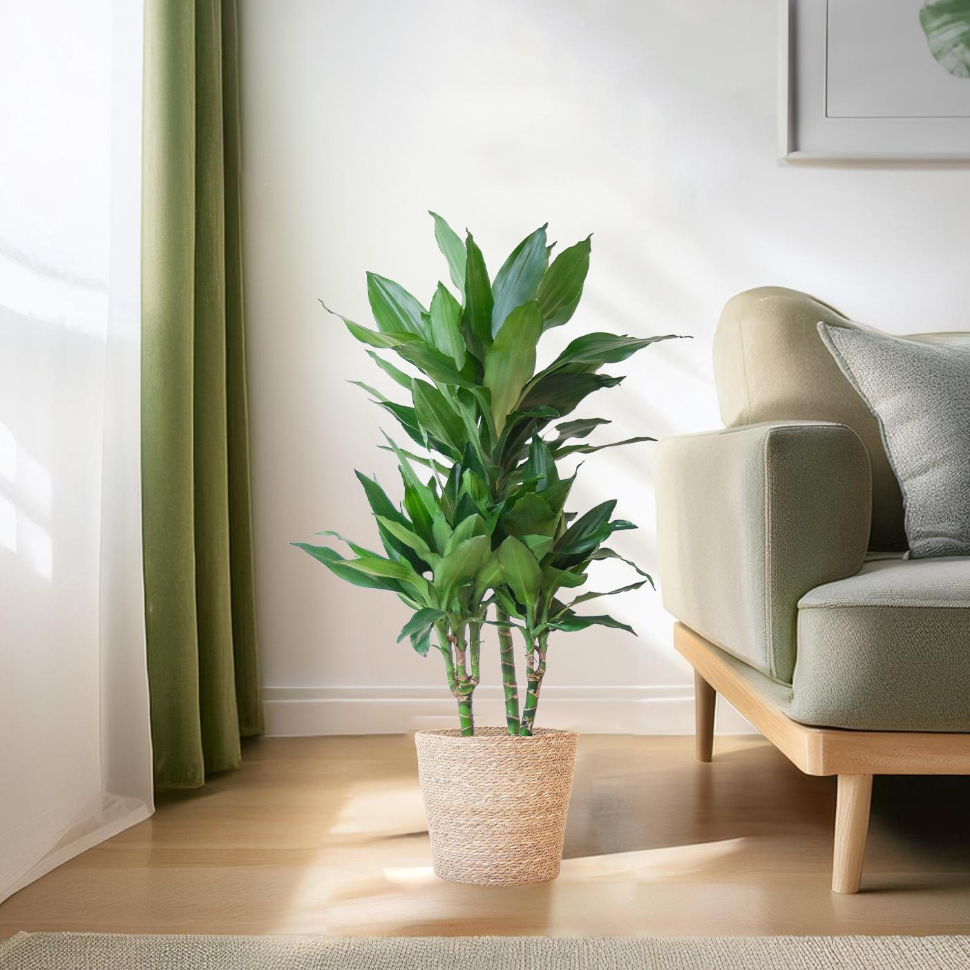 Dracaena Janet Lindt