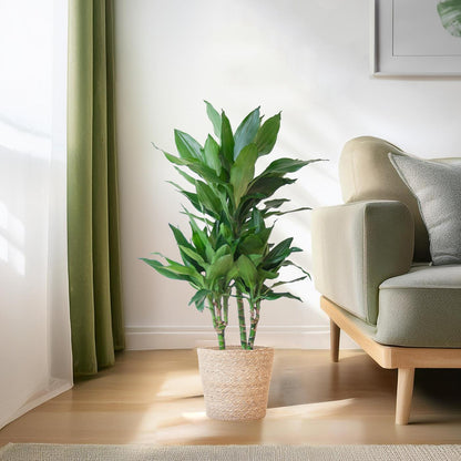 Dracaena Janet Lindt