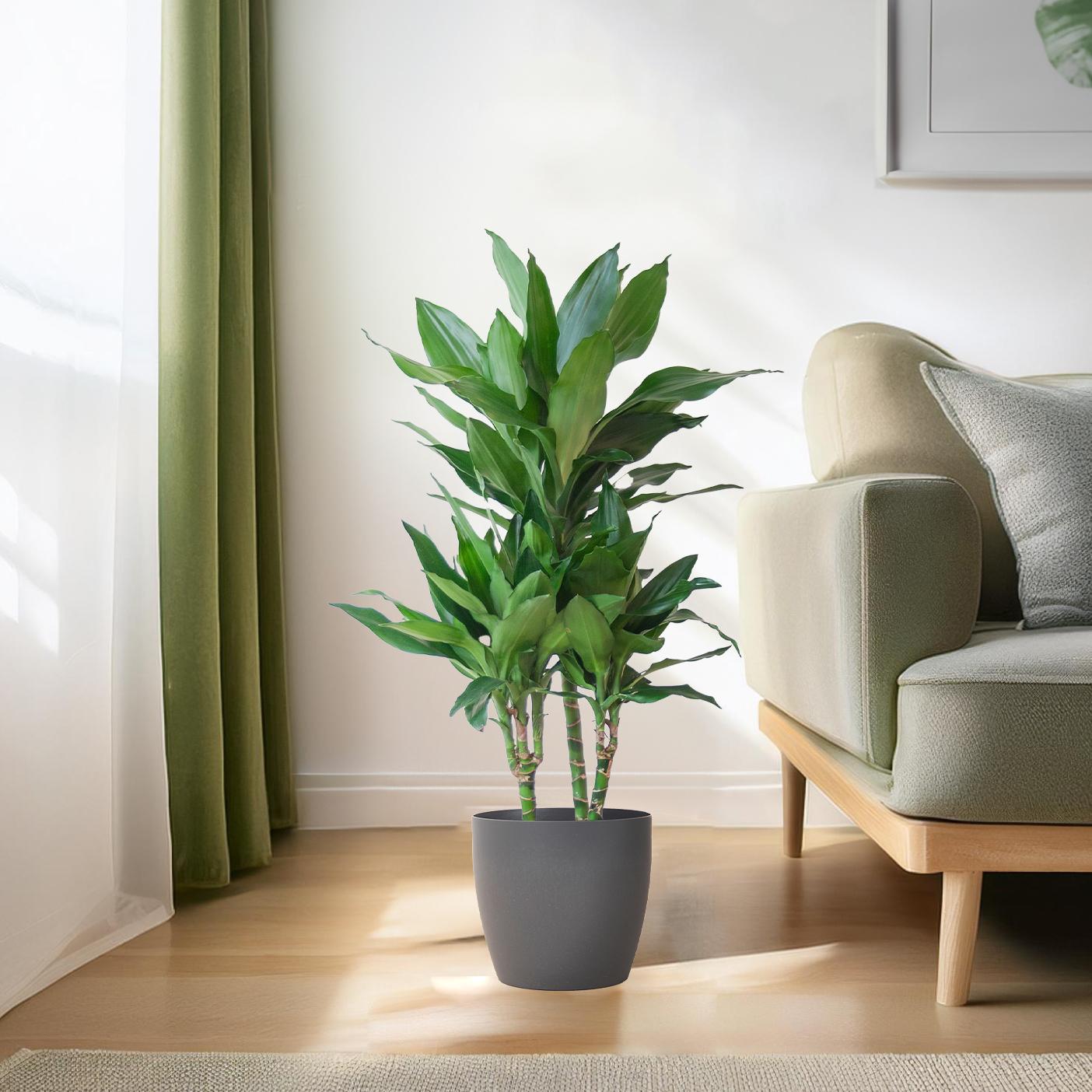 Dracaena Janet Lindt