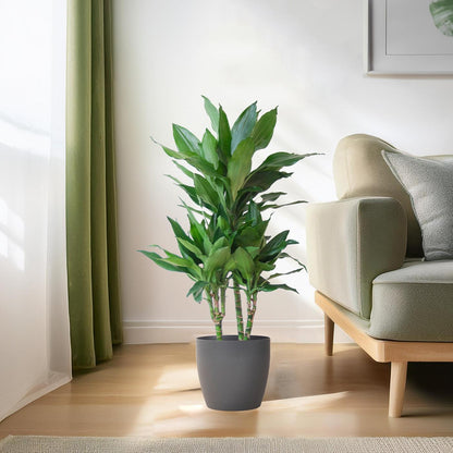 Dracaena Janet Lindt