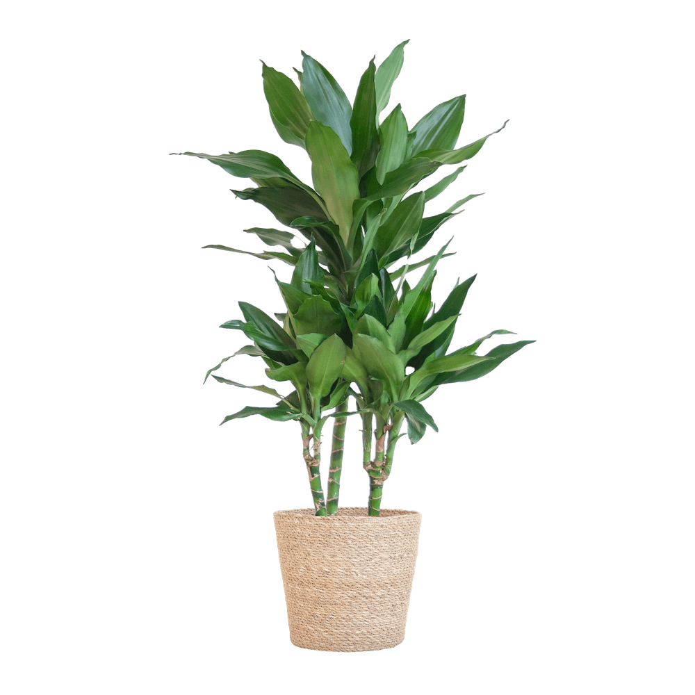 Dracaena Janet Lindt