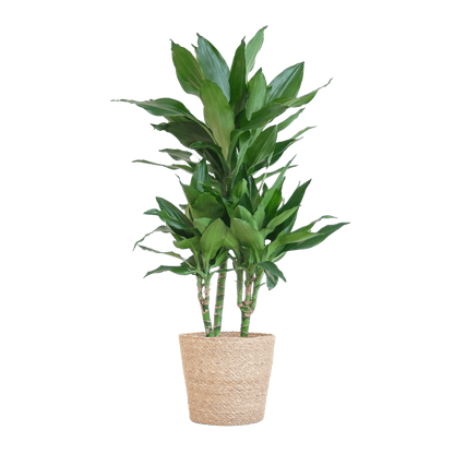 Dracaena Janet Lindt