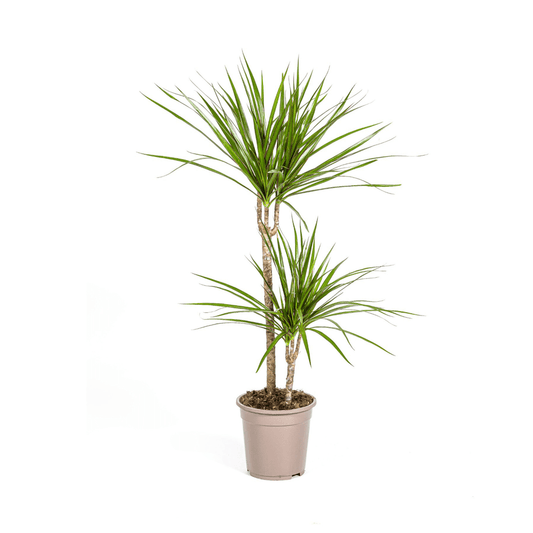 Dracaena Marginata Green