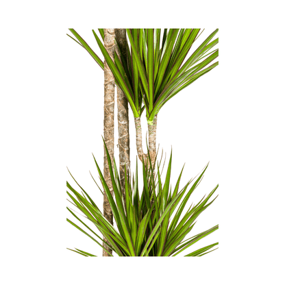 Dracaena Marginata Green
