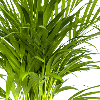 Dypsis Areca Lutescens