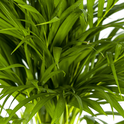 Dypsis Areca Lutescens