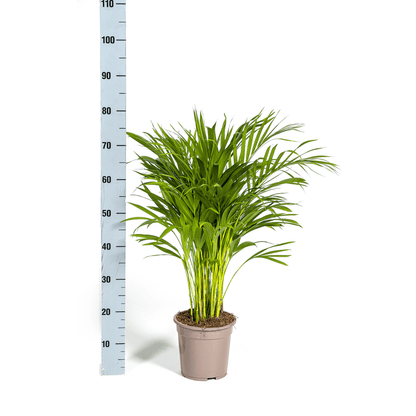 Dypsis Areca Lutescens