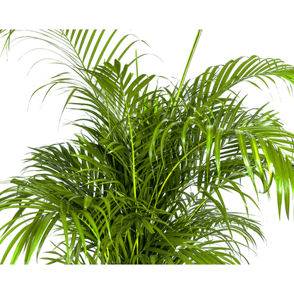 Dypsis Areca Lutescens