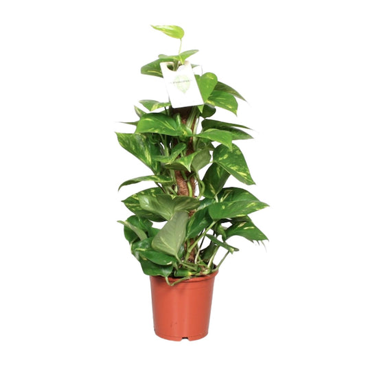 Epipremnum Pinnatum Mosstok