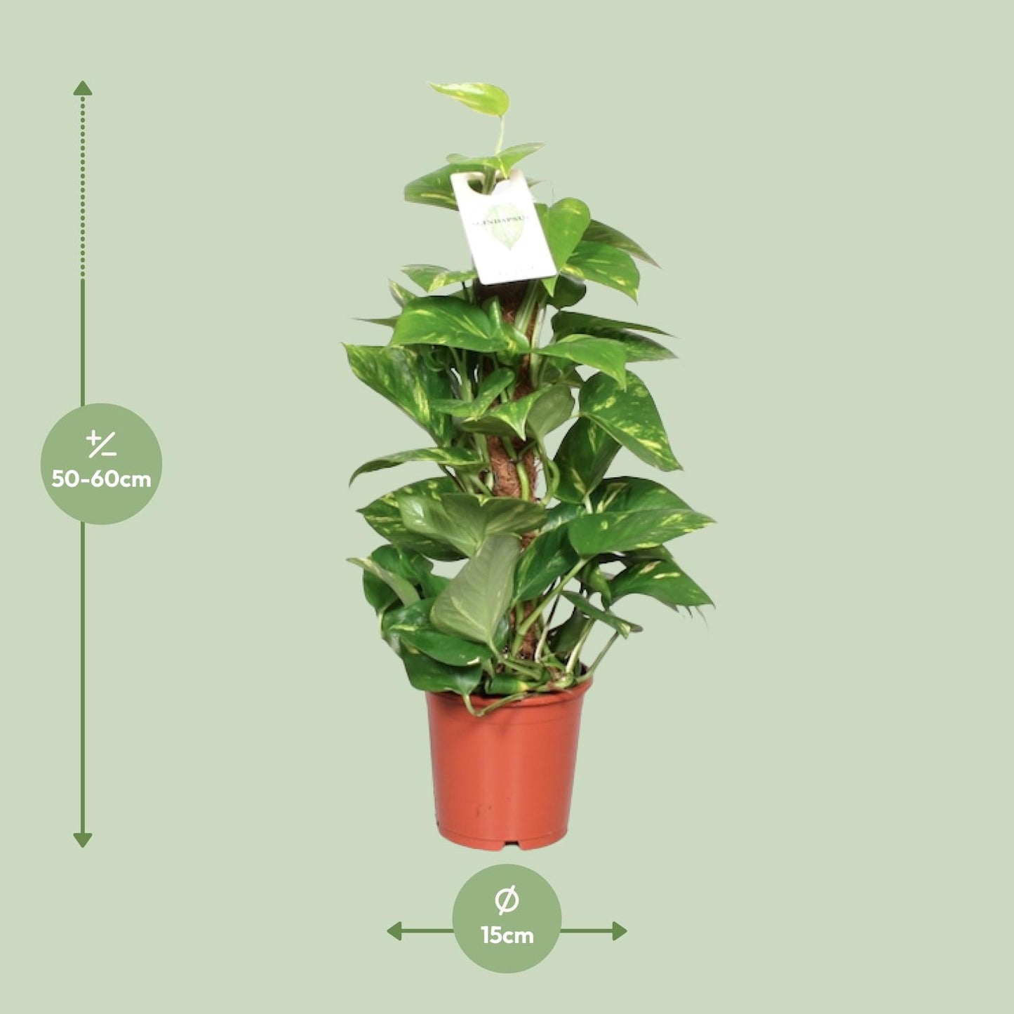 Epipremnum Pinnatum Mosstok