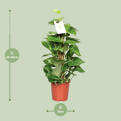 Epipremnum Pinnatum Mosstok
