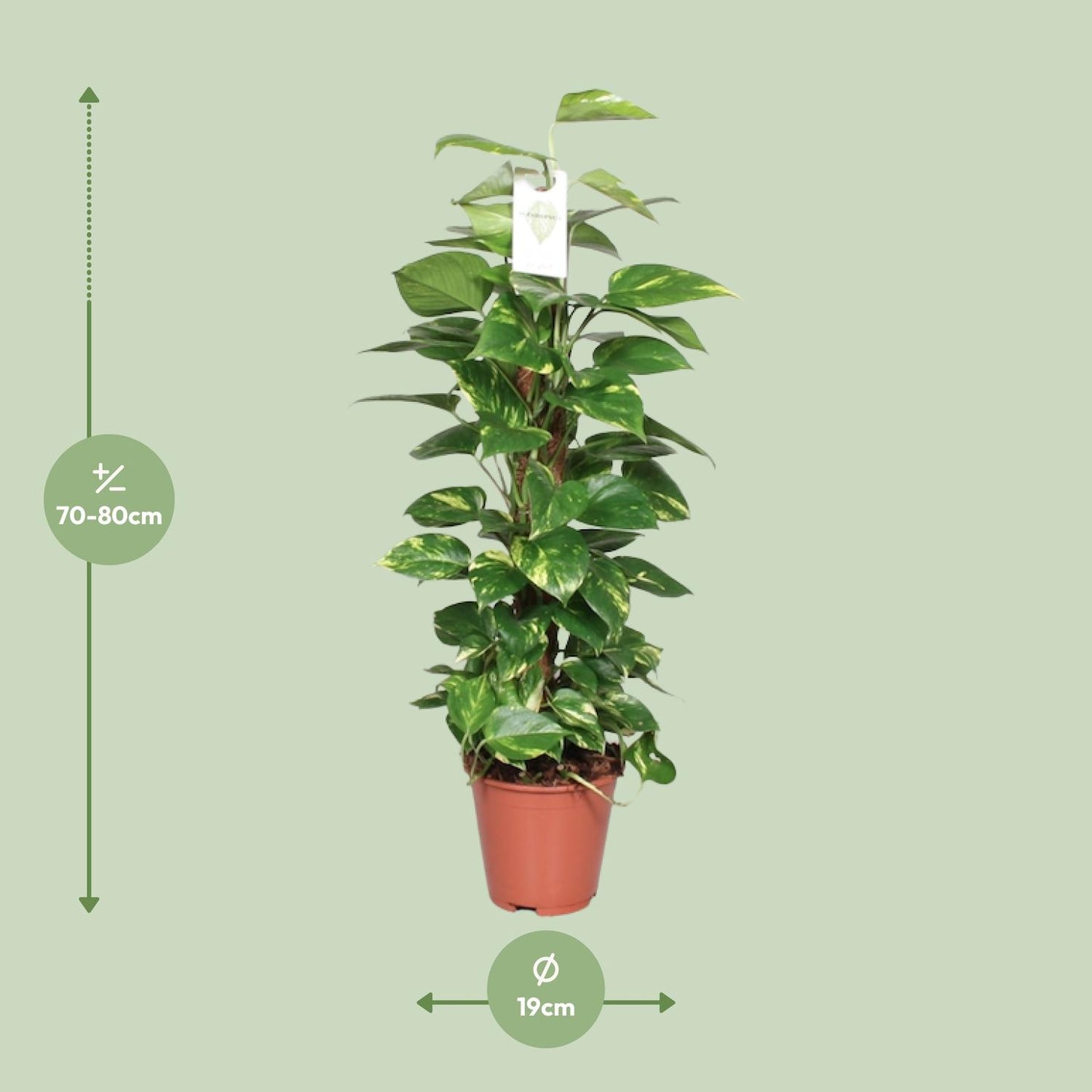 Epipremnum Pinnatum Mosstok