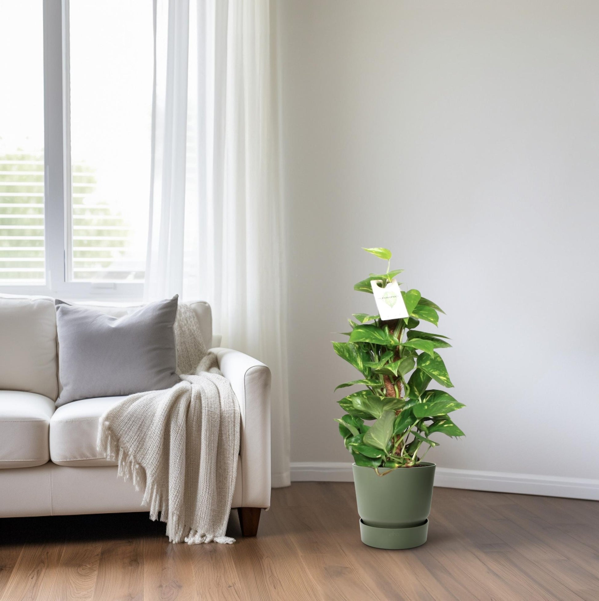 Epipremnum Pinnatum Mosstok