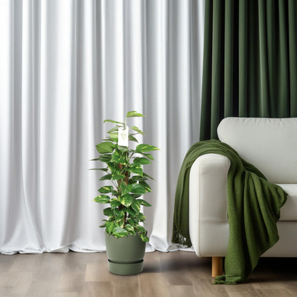 Epipremnum Pinnatum Mosstok