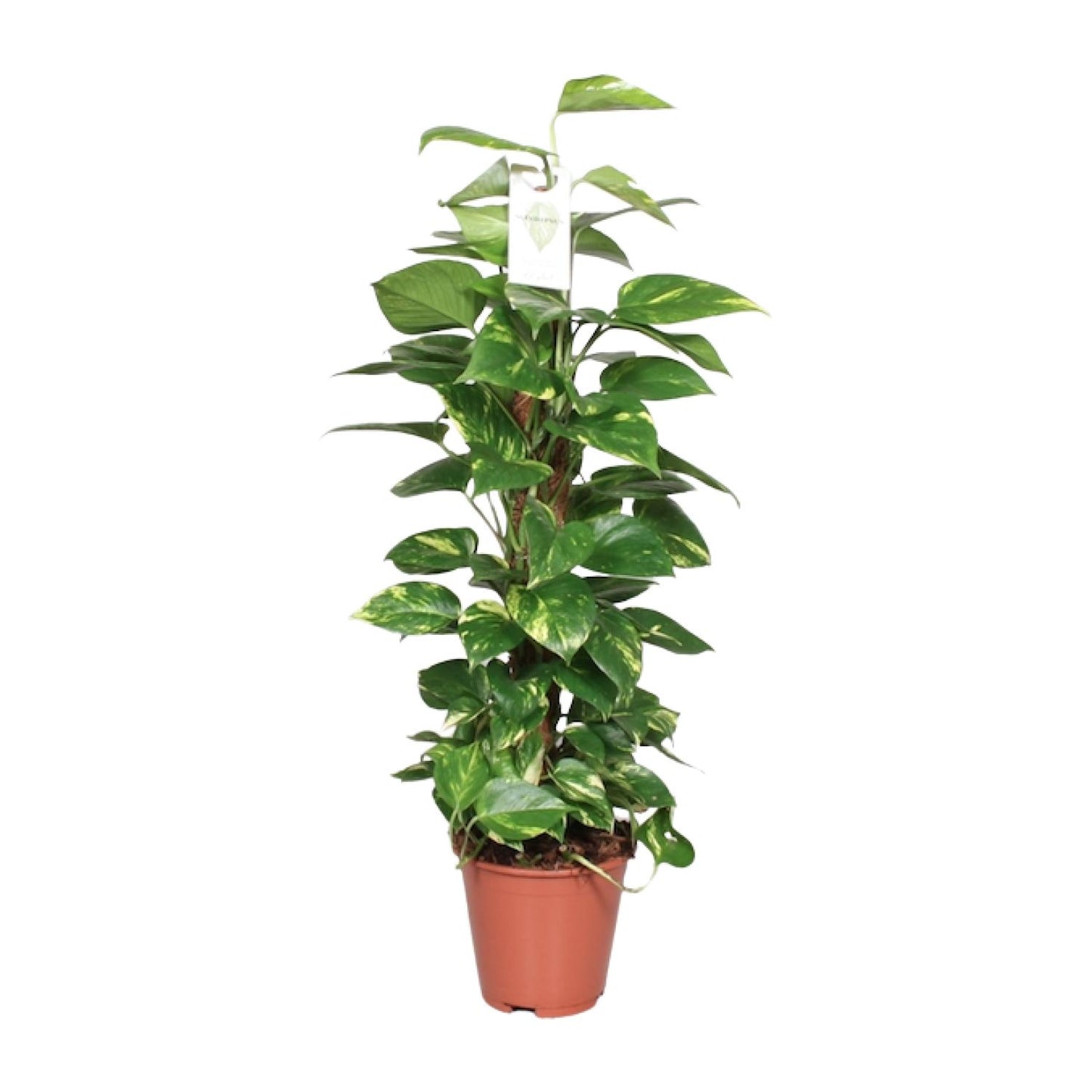 Epipremnum Pinnatum Mosstok