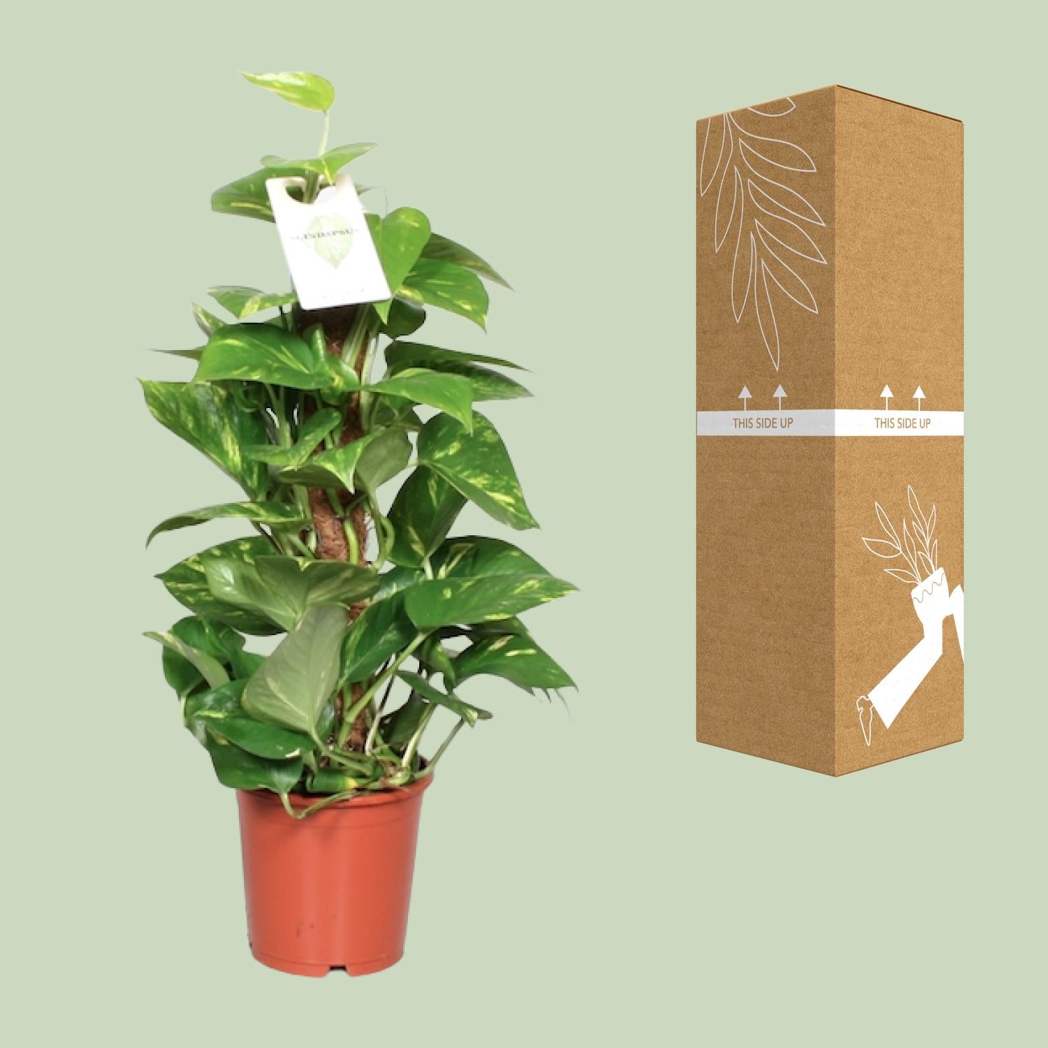 Epipremnum Pinnatum Mosstok