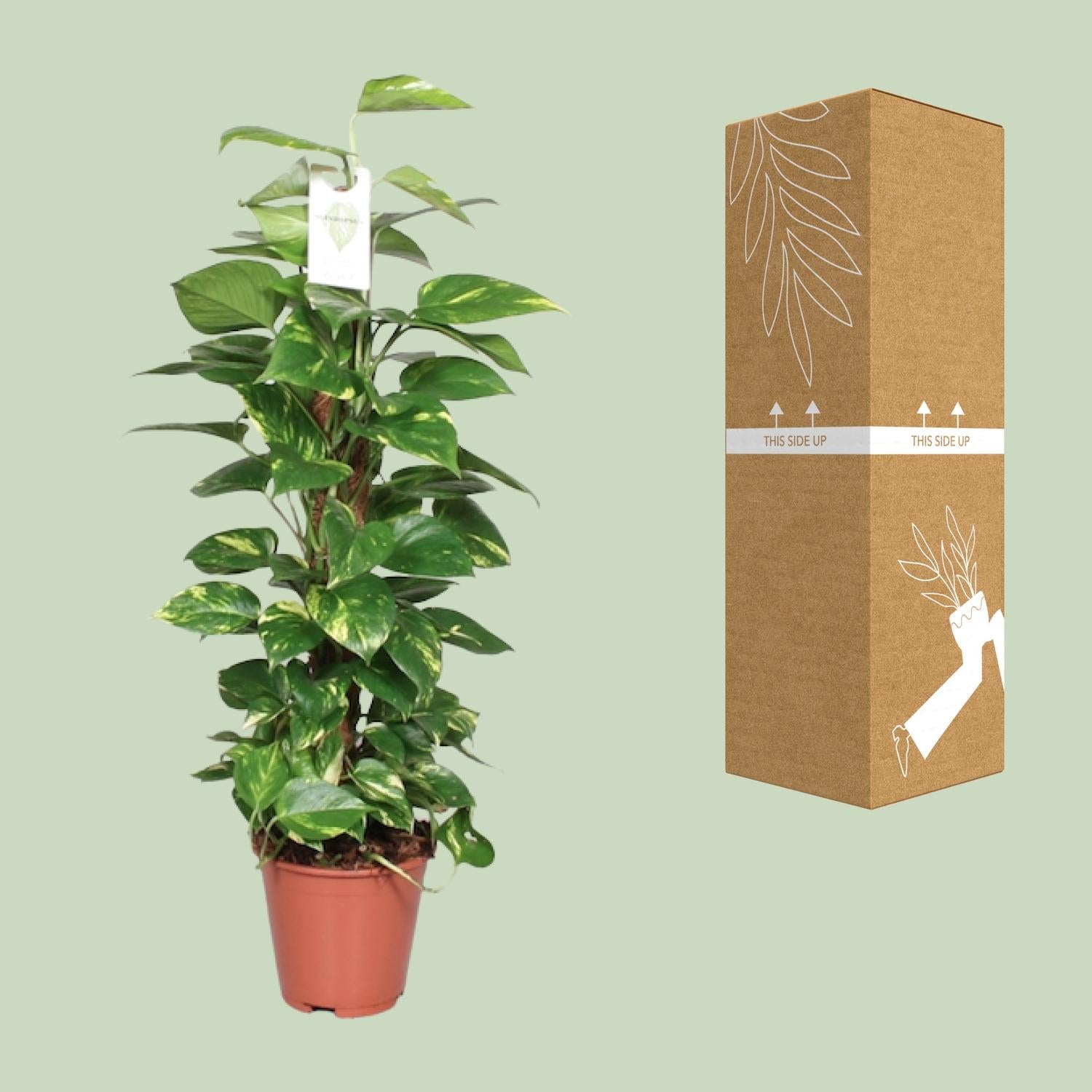 Epipremnum Pinnatum Mosstok