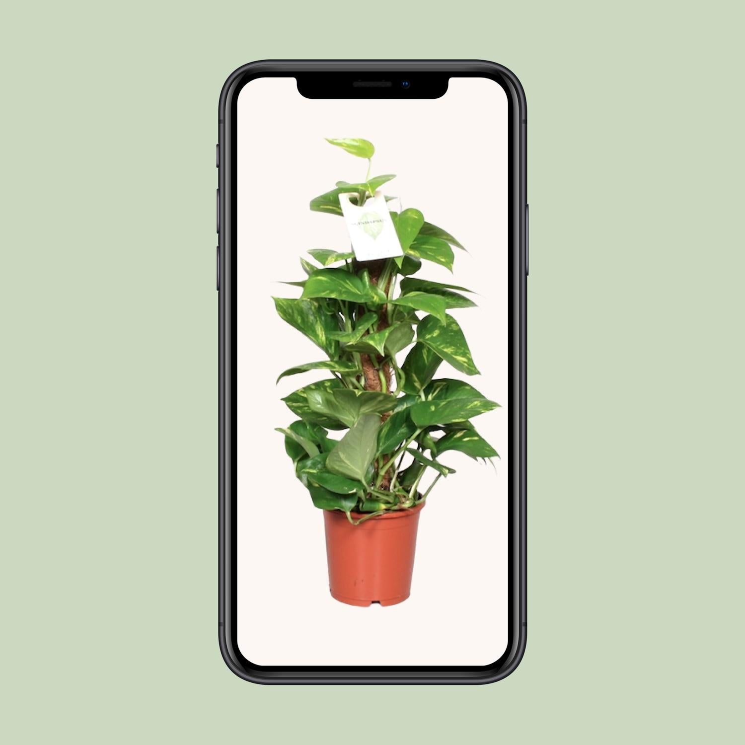 Epipremnum Pinnatum Mosstok