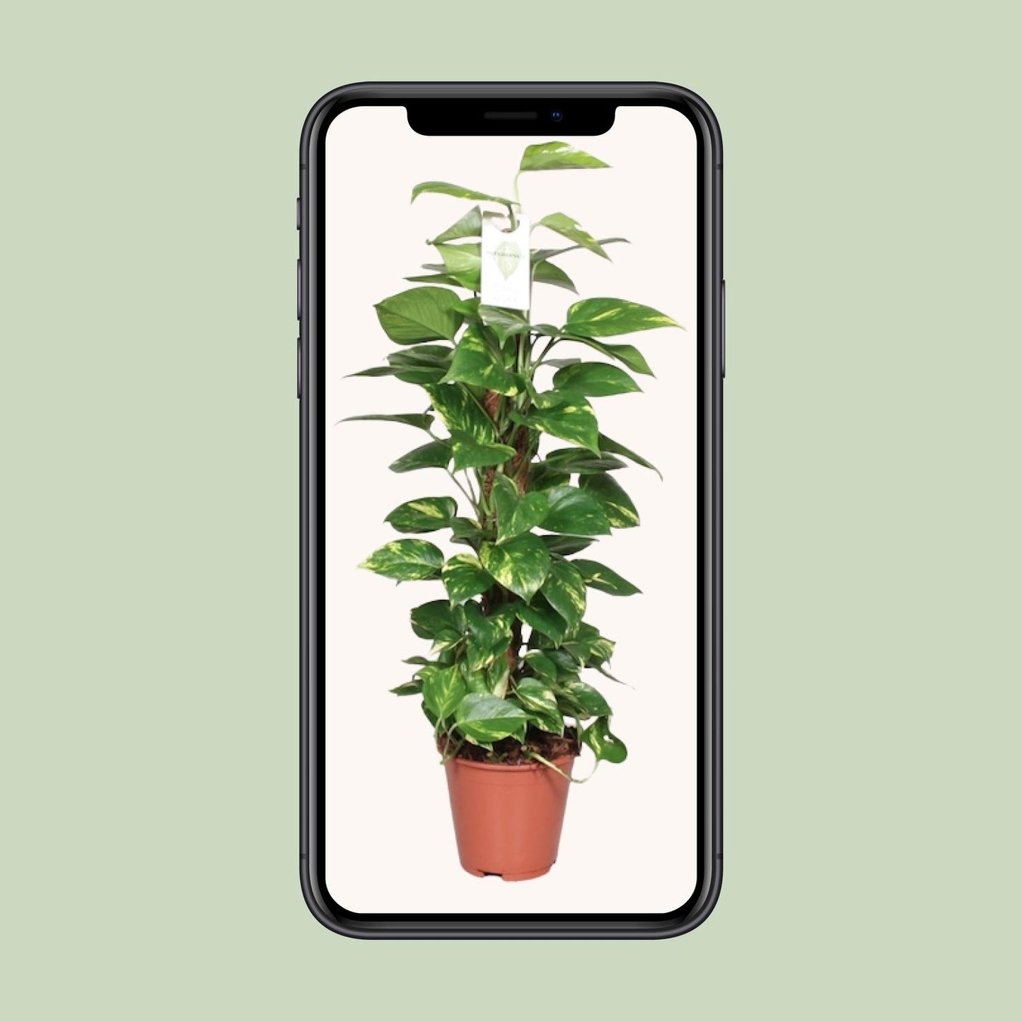 Epipremnum Pinnatum Mosstok