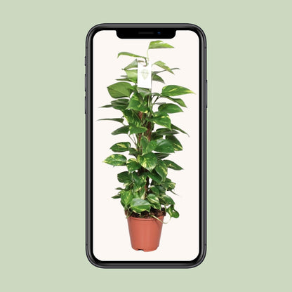 Epipremnum Pinnatum Mosstok