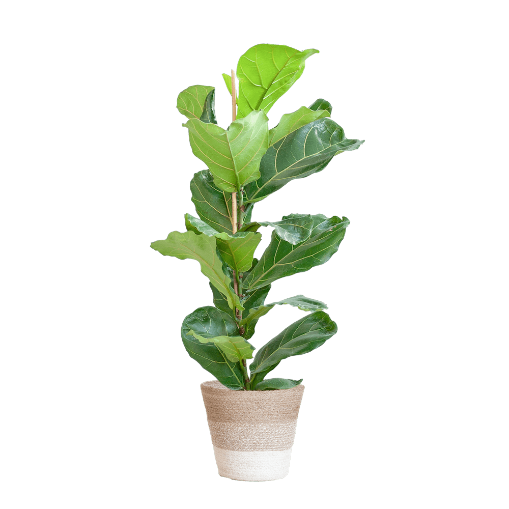 Ficus Lyrata