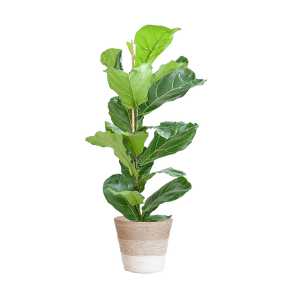 Ficus Lyrata