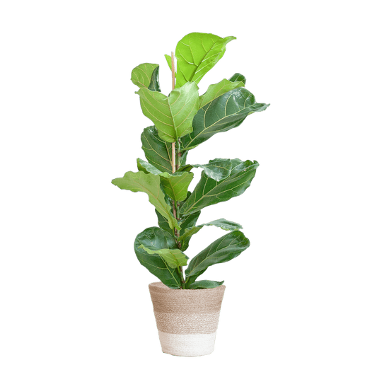 Ficus Lyrata