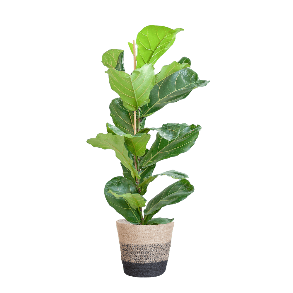 Ficus Lyrata