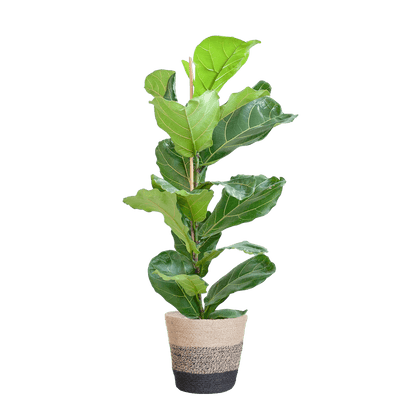 Ficus Lyrata