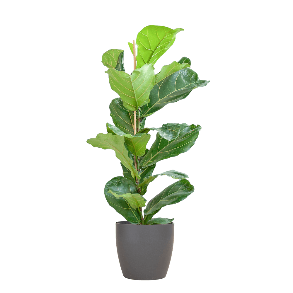 Ficus Lyrata