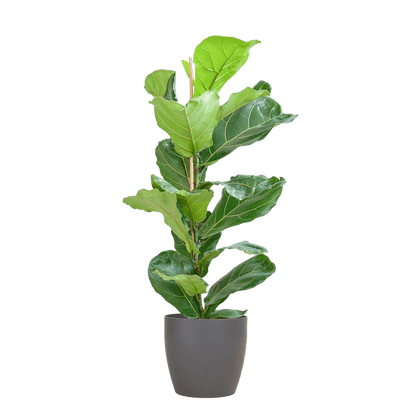 Ficus Lyrata