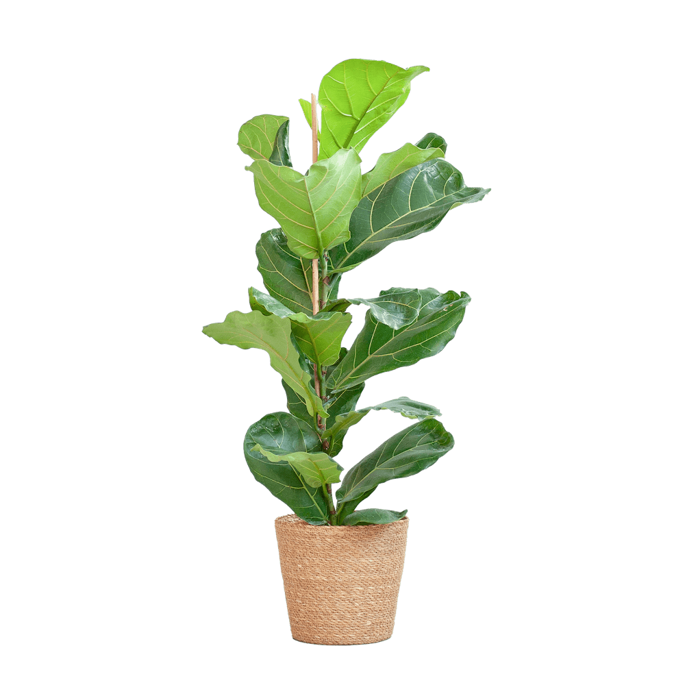 Ficus Lyrata