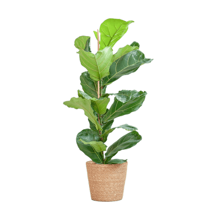 Ficus Lyrata