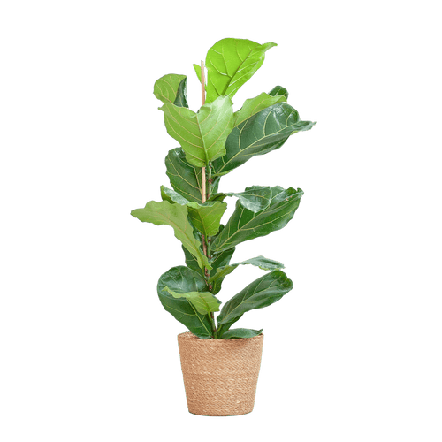 Ficus Lyrata