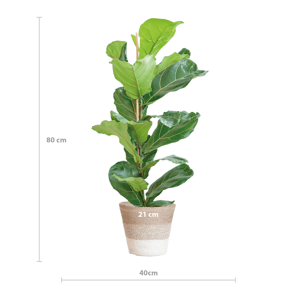 Ficus Lyrata