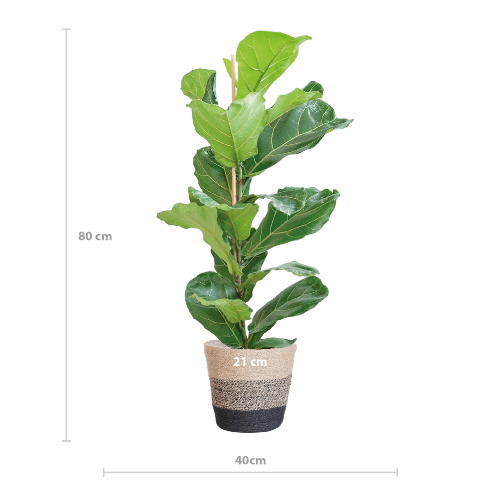 Ficus Lyrata