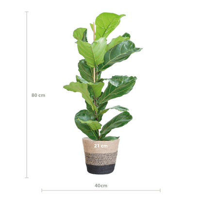 Ficus Lyrata