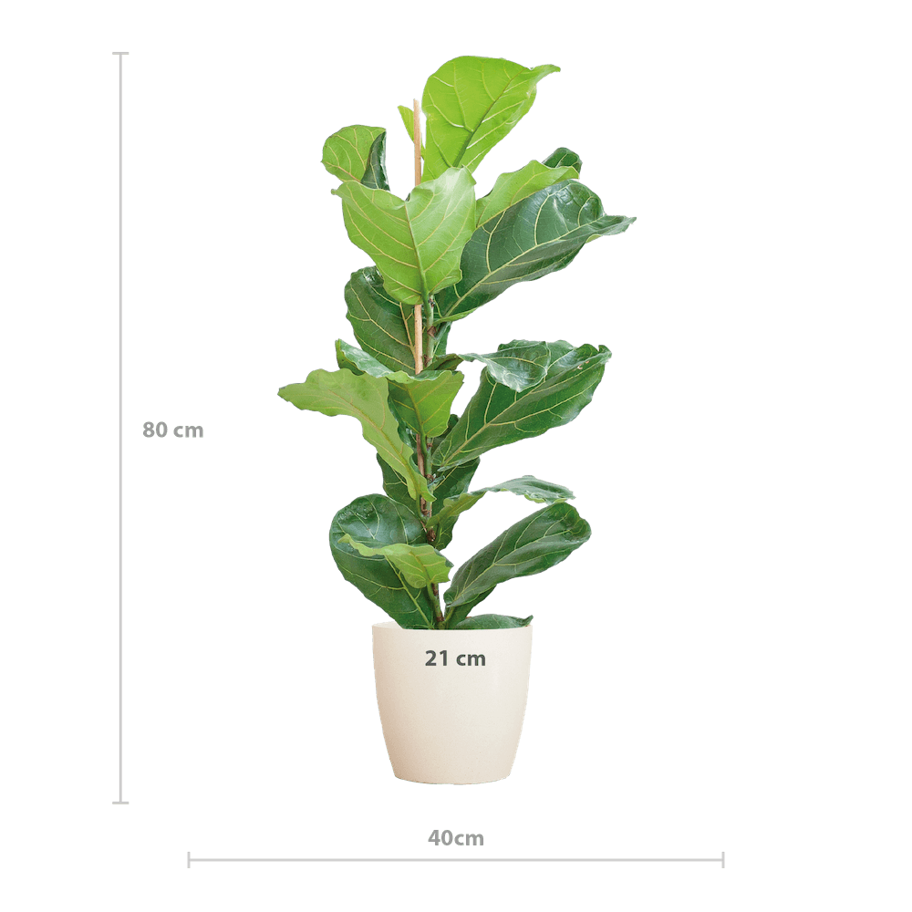 Ficus Lyrata
