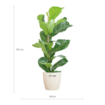 Ficus Lyrata