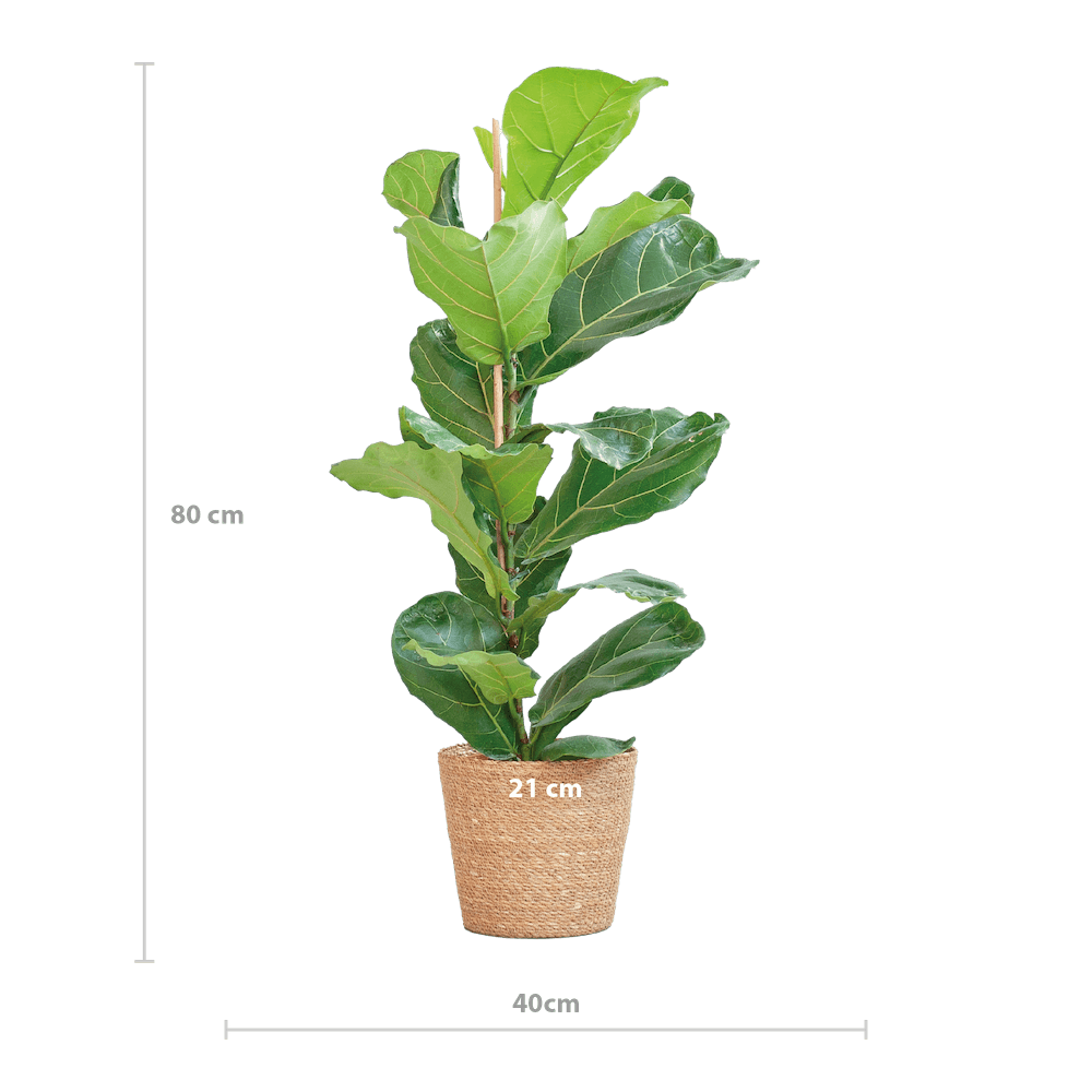 Ficus Lyrata
