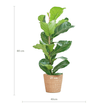 Ficus Lyrata
