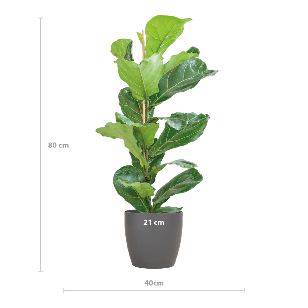 Ficus Lyrata