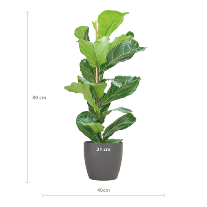 Ficus Lyrata