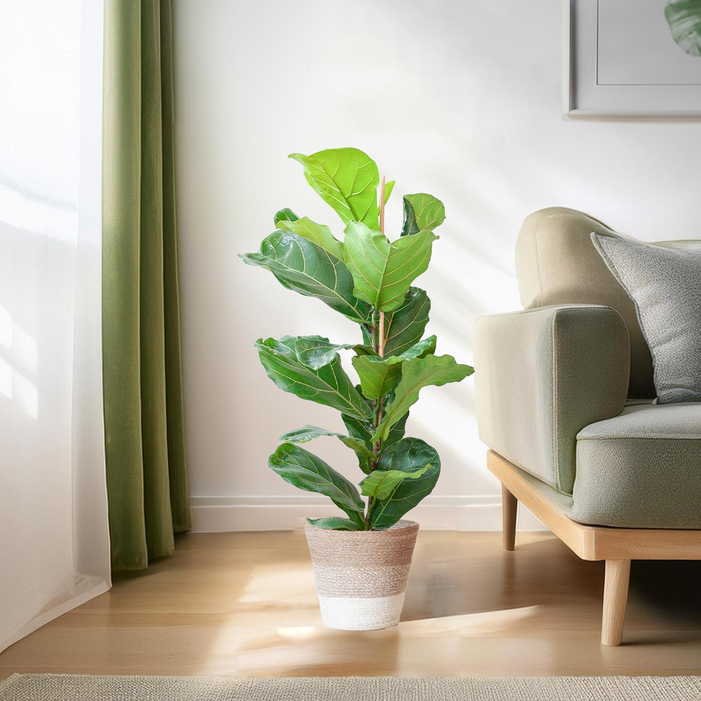 Ficus Lyrata