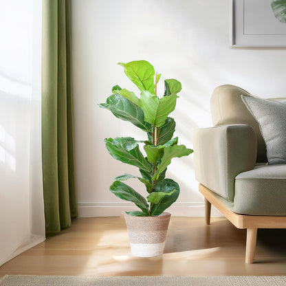 Ficus Lyrata