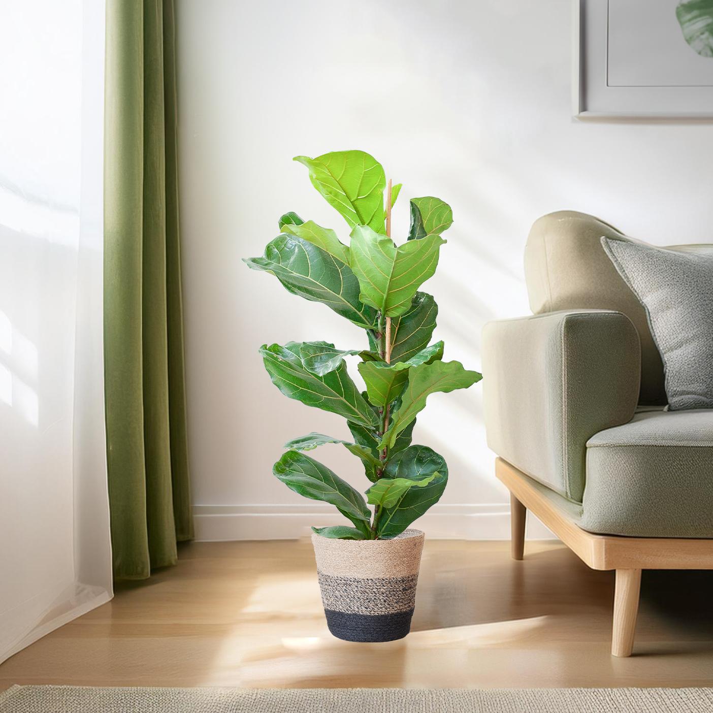 Ficus Lyrata