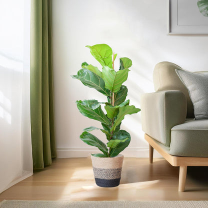 Ficus Lyrata