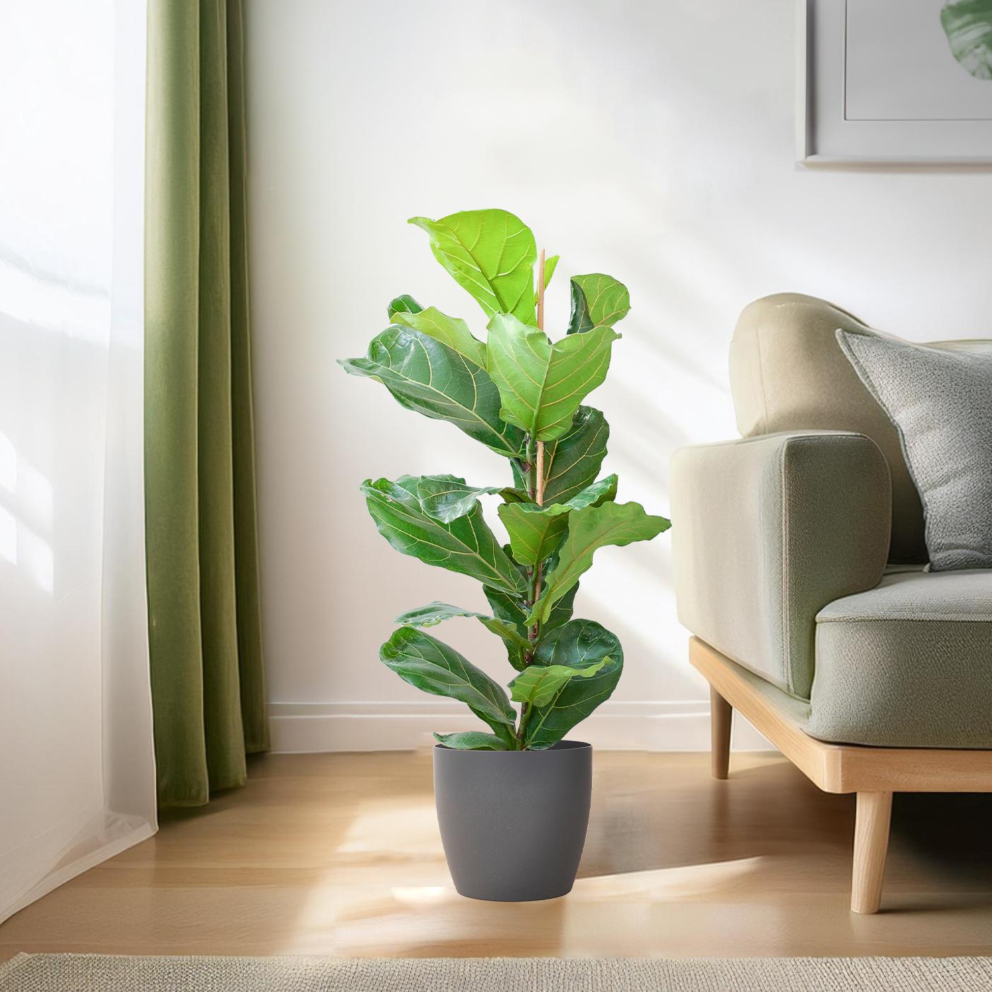 Ficus Lyrata